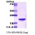 SDS-Page: Crystallin AB Protein [NBC1-18376] - Crystallin alpha B, 20kDa (175aa), confirmed by MALDI-TOF with a purity of 95% by SDS - PAGE